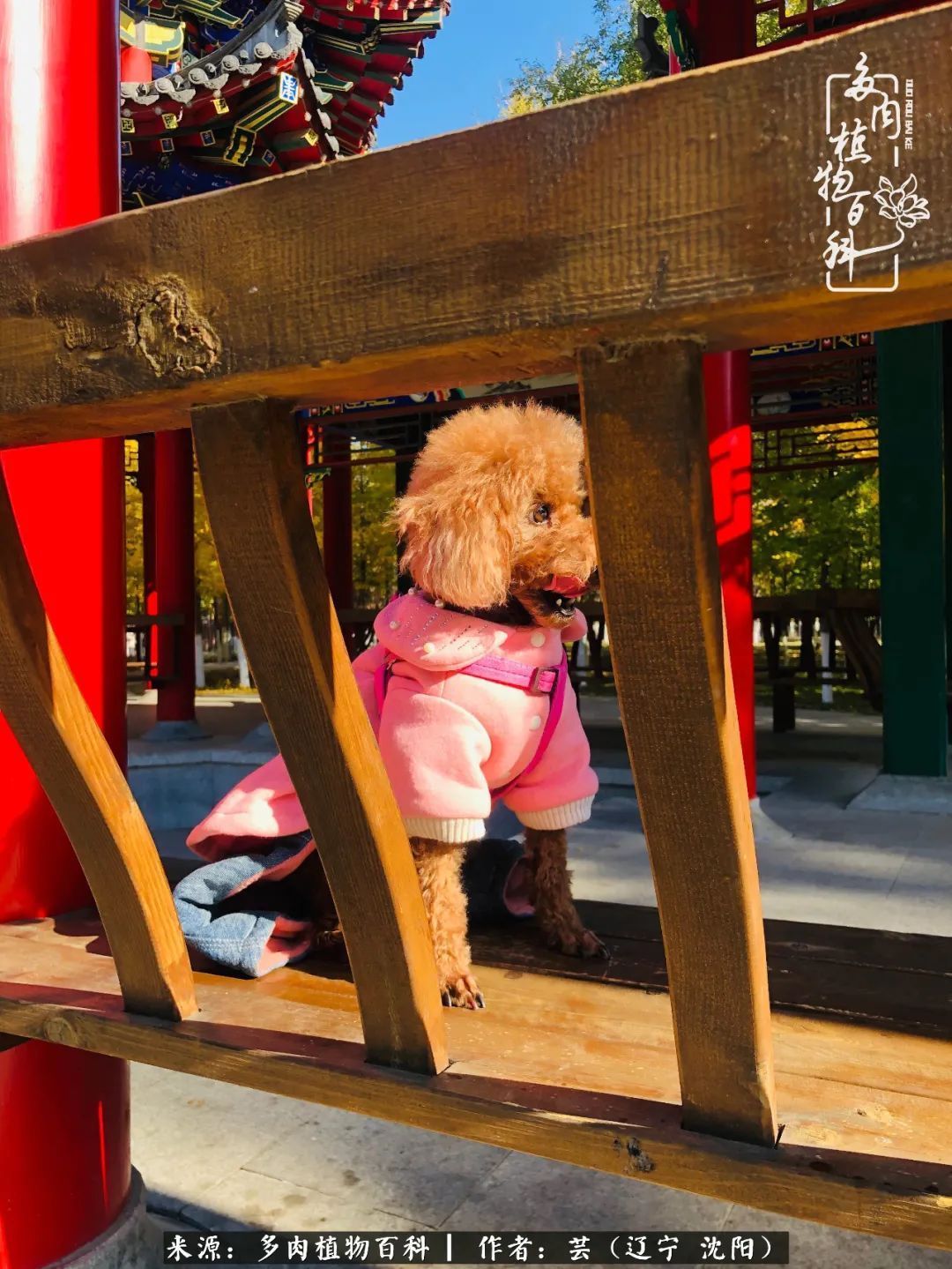 血罗|万物皆有灵性，一年四季有多肉陪伴真好！