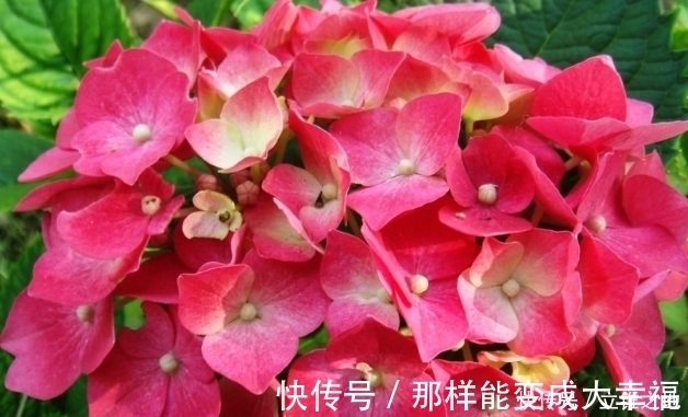 长春花|新手养花,就养容易爆盆,好养易活的花卉,适合懒人养