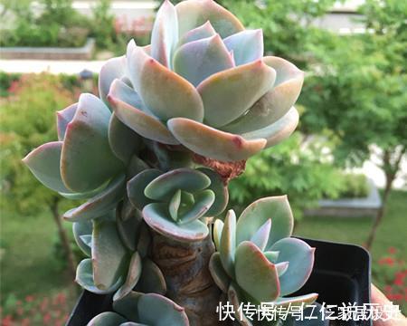 绮罗|这些多肉真霸气,长势旺小盆装不下,易度夏越养越值钱