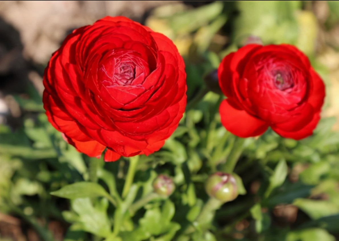 喜欢牡丹、月季,不如养花毛茛,株姿玲珑,节省空间,更有品味