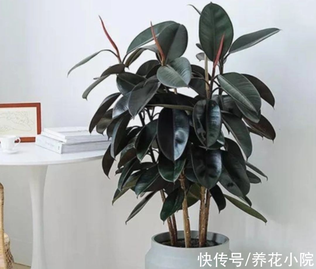 植物|适合养在室内的6种植物，枝叶翠绿，美观又大方