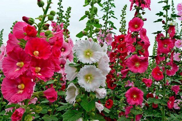 农村叫做“鸡冠花”,小时候经常沾在鼻子上,好玩还好看