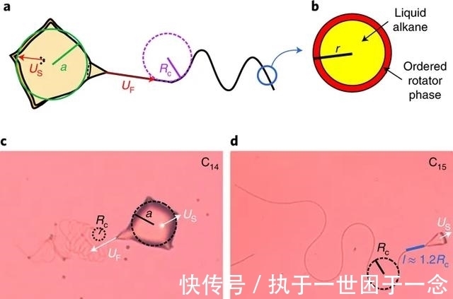 烷烃|Nature子刊：油滴“游泳”，姿势少见