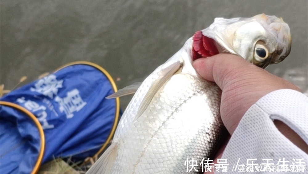 调漂|盛夏高温，钓鱼要钓深和钓远，用这种钓组远投，专钓远处的大鱼！