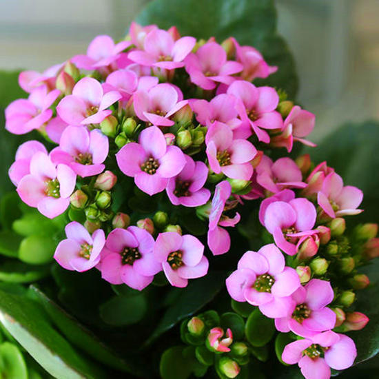 长寿花入秋后,尽早这样养,花期提前,秋冬能开好几茬