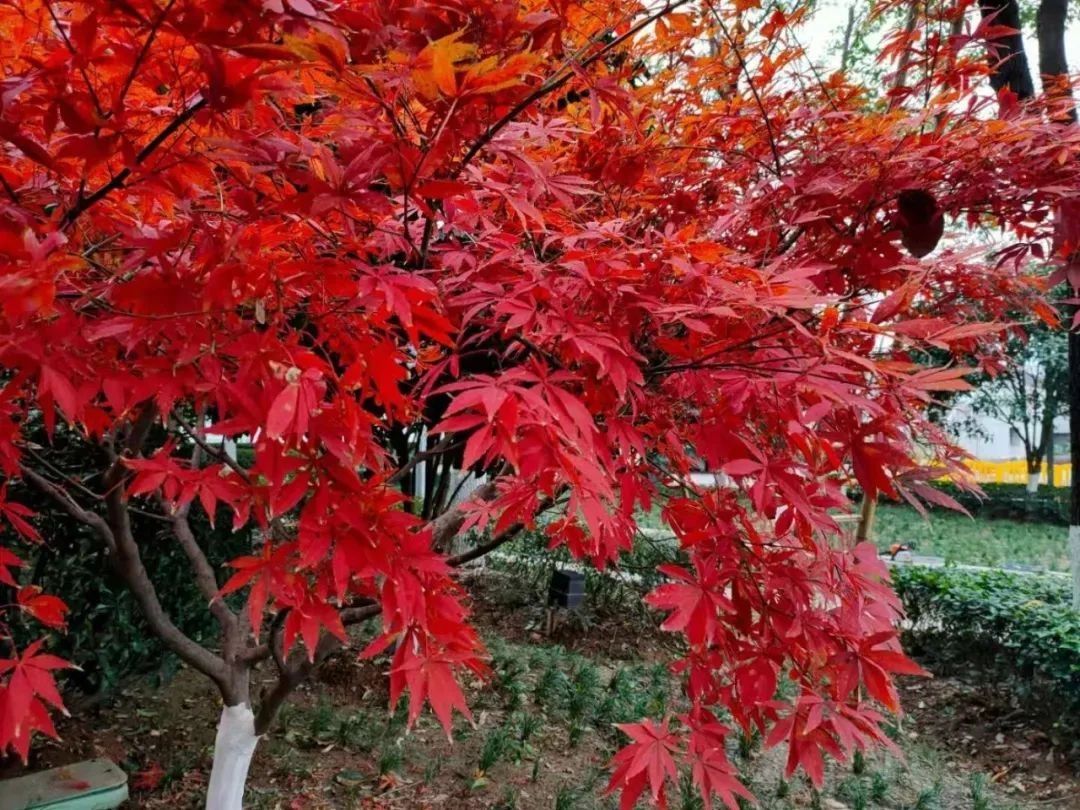 油画|画面极度舒适！武昌秋季限定美景已上线