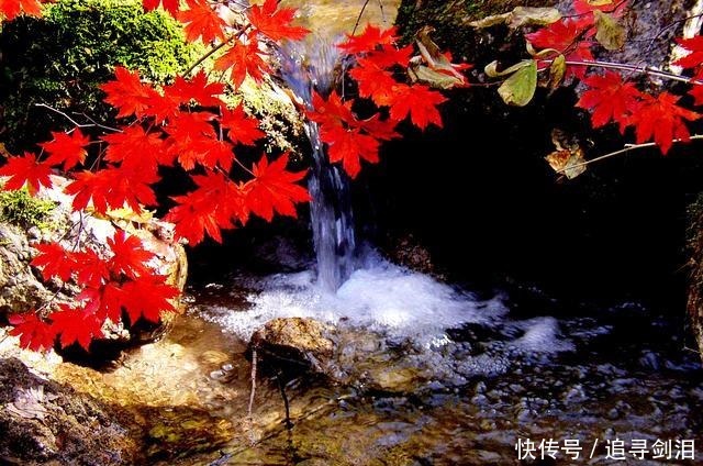 芦花|清霜醉枫叶，淡月隐芦花。读古诗词，品旧时光里那一川浓浓枫味