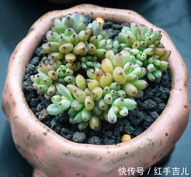 误区|养多肉植物的几个误区,大家一定要注意哦