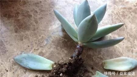 养护|去一趟花市，没花1分钱，捡来一堆花，养30天长成旺盛盆栽