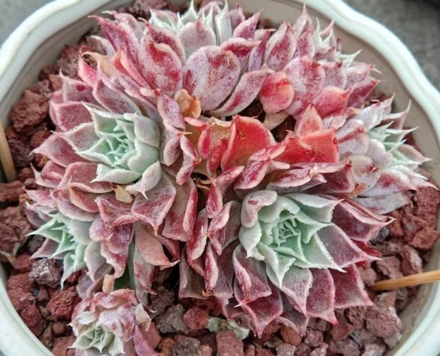 养了5年多肉,从小白变成大神,这些经验送你了