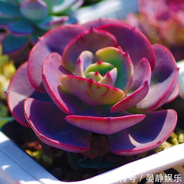 想把“多肉”养爆盆简单,掌握2个关键点,很快就是满满一盆!