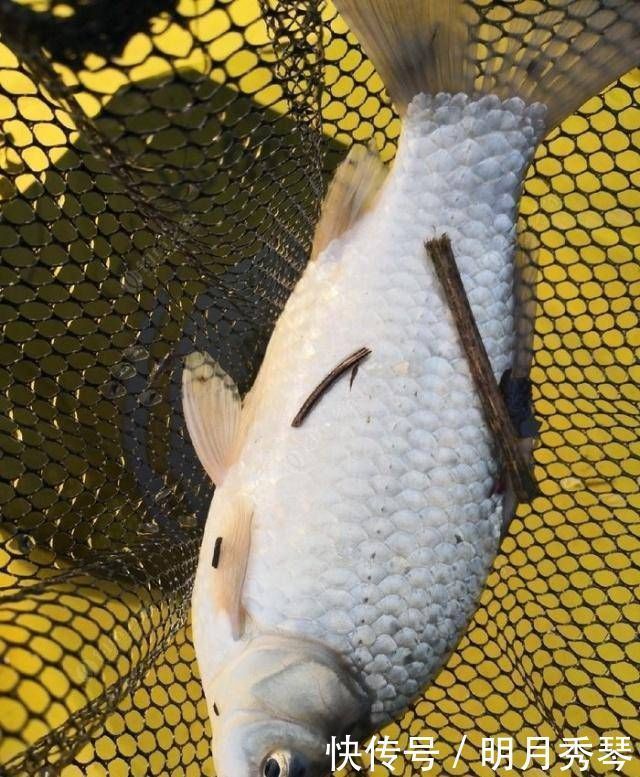 一般人|钓鲫鱼方法和窝料制作方法,自己研制的饵料,一般人我不告诉他