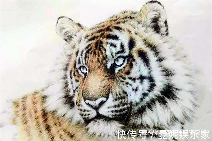 张善孖@齐白石把4只老虎画成病猫,为何还能卖3202万专家放大看尾巴