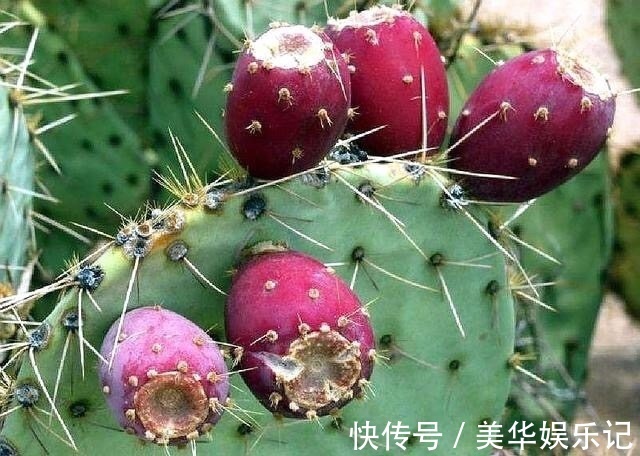 仙人掌|农村里的一种仙果,生长周期慢营养成分高,是美容养颜的佳品