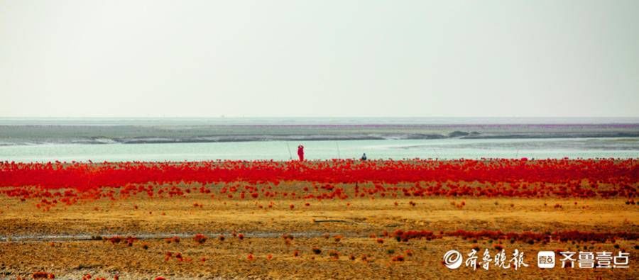 黄河三角洲|黄河东入海，“红毯”迎国庆