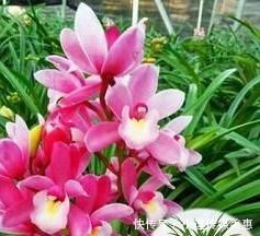 浓醇|此兰被誉为“兰中香祖”,一年开花6次,花量巨大,花香浓醇持久