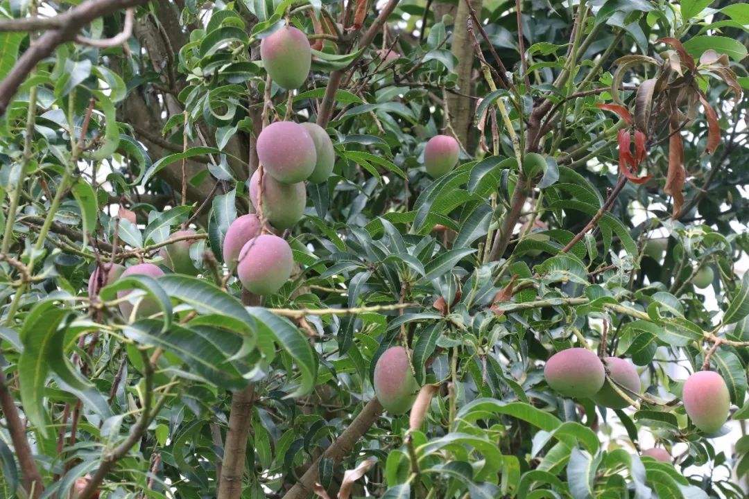 比花卉还要没的水果盆栽,能开花还能结果,果实多好打理