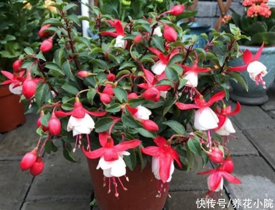 花卉|5种花很怕晒，不能见直射光，不然容易出现黄叶子