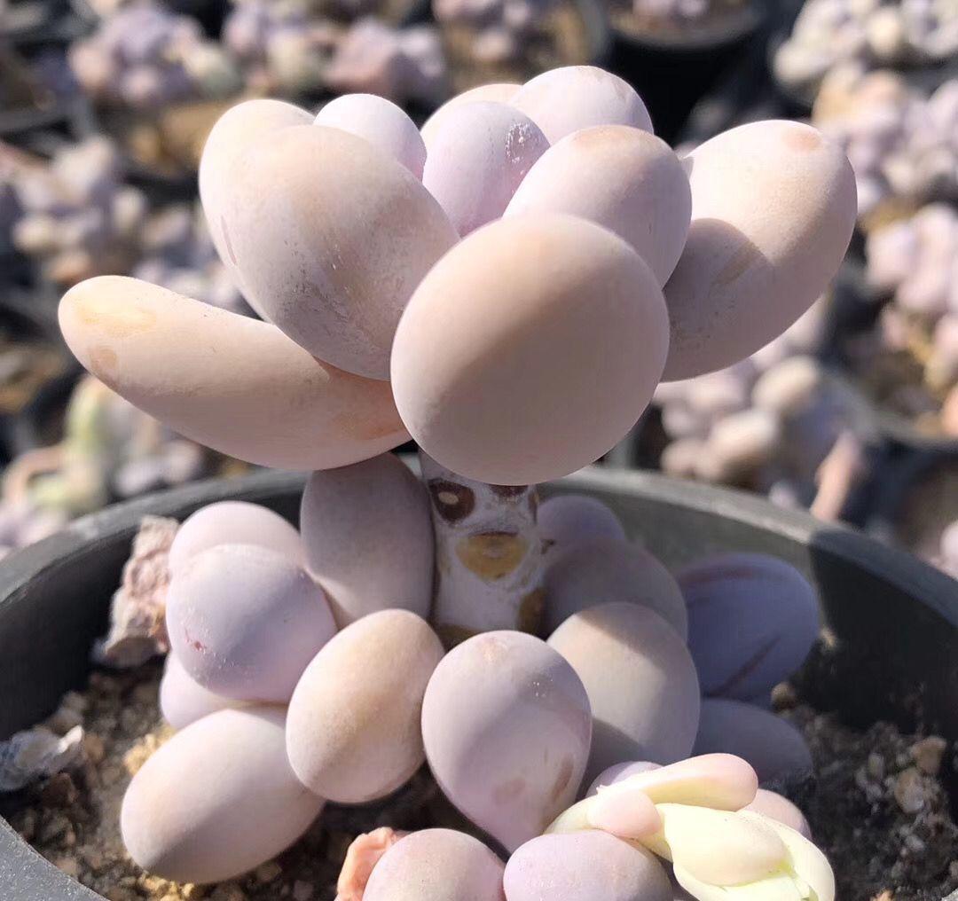 新手养多肉,常犯几种错误,难怪始终长不出状态