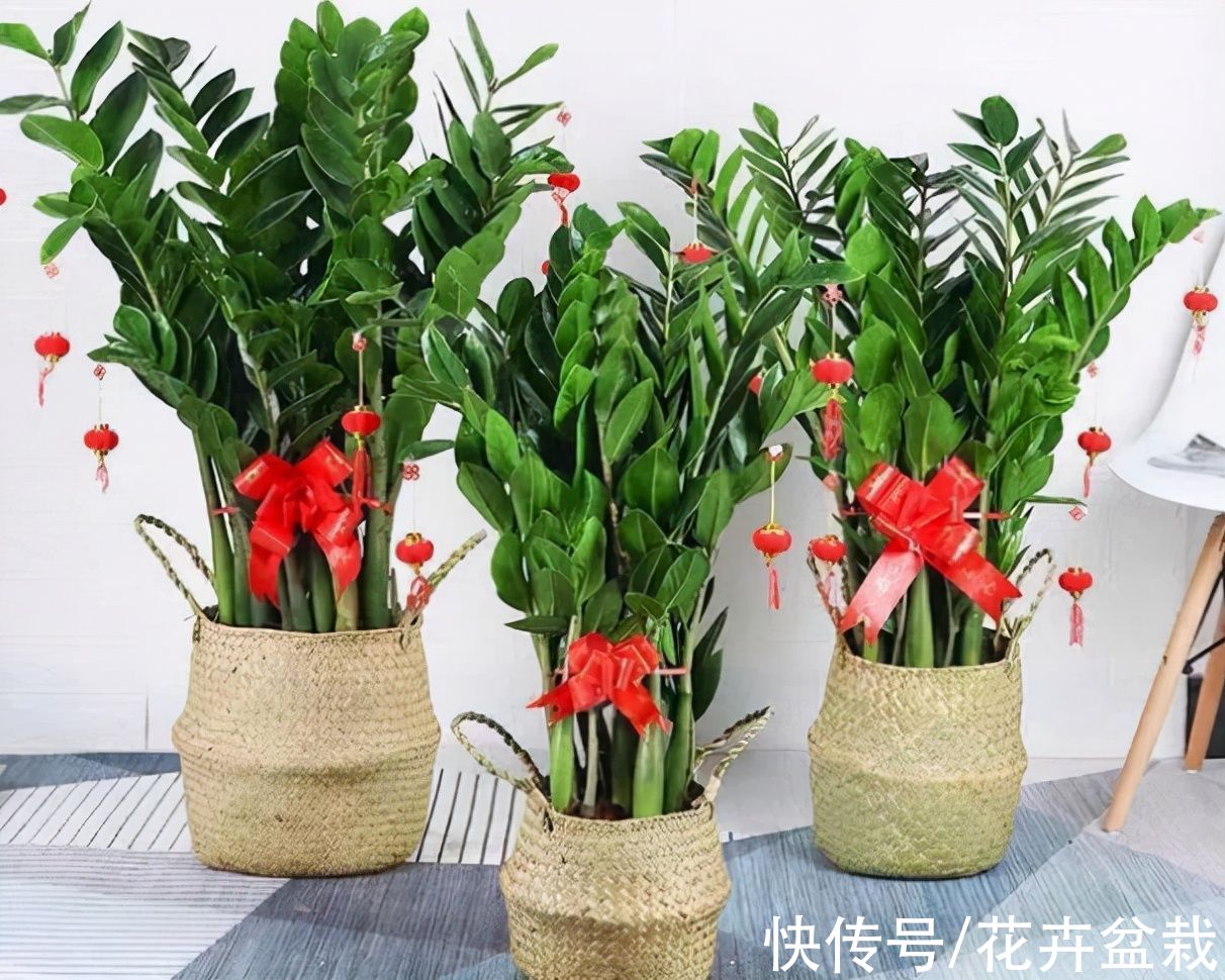 4种花不用买，摘片叶子就能扦插繁殖，适合新手