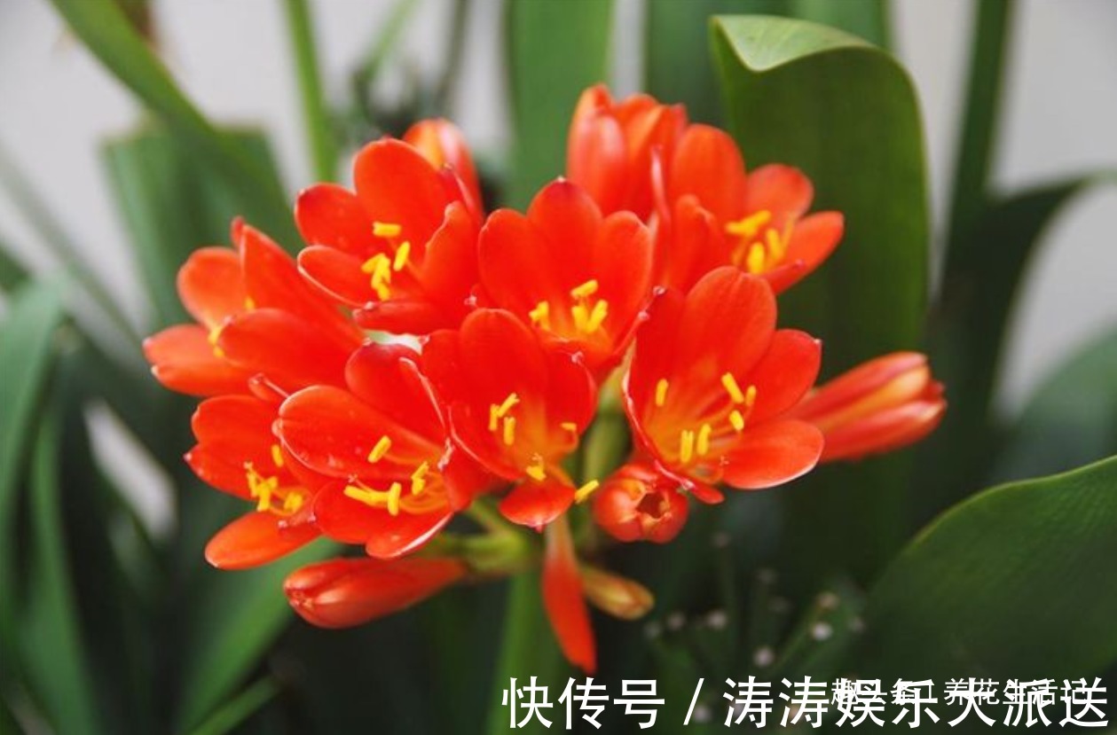 君子兰“烂根多”先别扔,采用这种方法做,30天后根系健壮