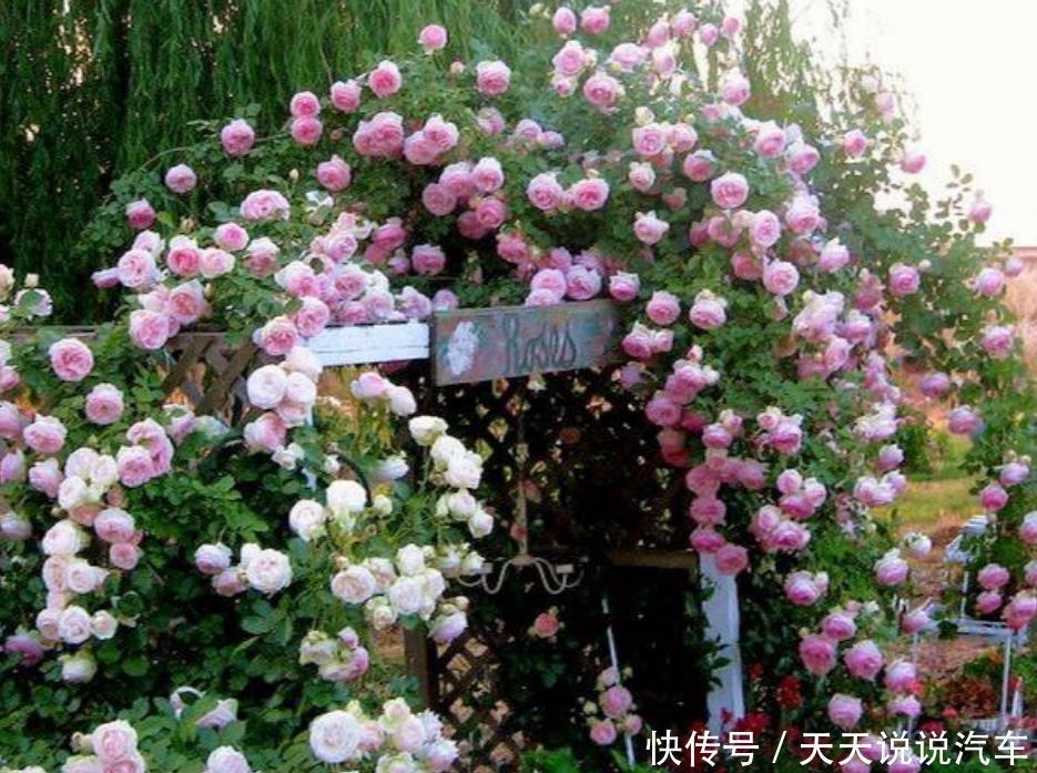 家养这些植物,阳台开出花海,花开媲美玫瑰,花朵姿态万千,美