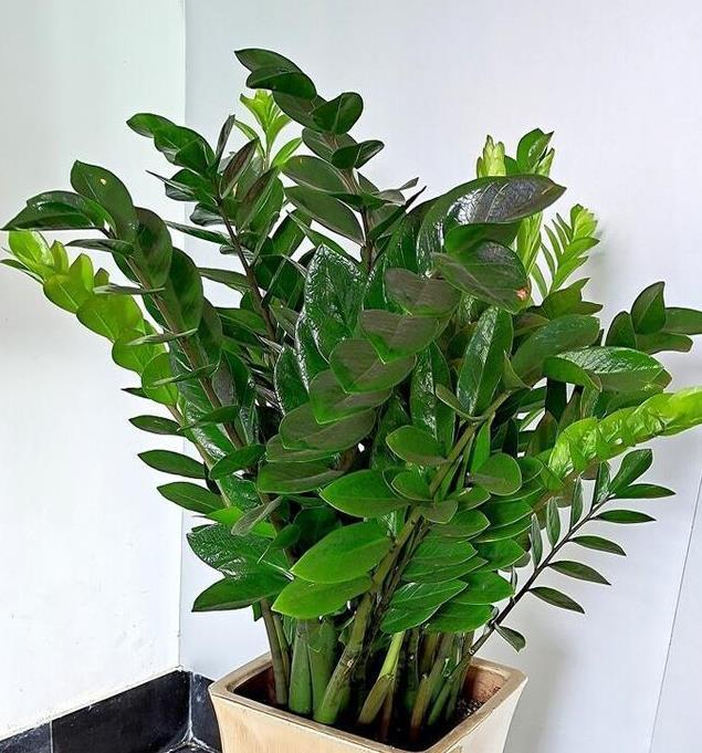 春节必买的5种花,每1种都很好看很喜庆,欢欢喜喜过大年