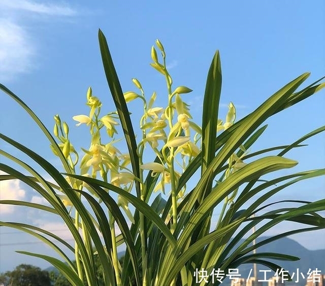 这款兰花,每年可以开花4次,比绿萝还好养,虽然便宜,但很高雅