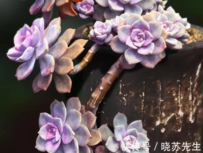 最爱多肉紫乐,好养殖易出状态,非常容易爆盆