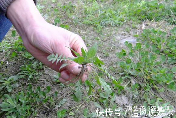 农村|农村荠菜虽然好吃,但是挖荠菜的时候一定要注意!