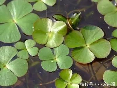  描写|新鲜植物也可以用来祭祀，诗经中的这位女子，就在为这件事忙碌着