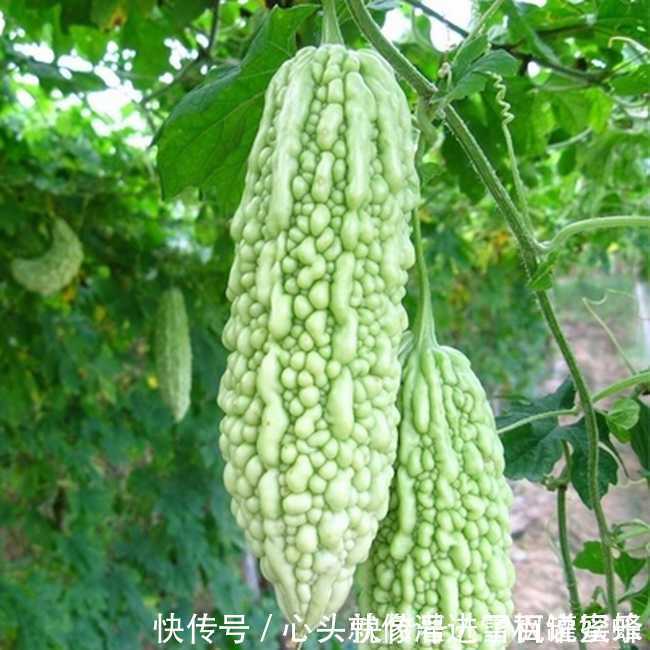 爱吃苦瓜的要小心!一种食材不能和苦瓜一起吃,现在晓得还不晚!