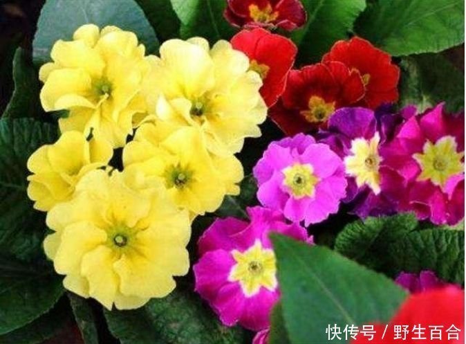 兰花兰花|适合养的花,好活易爆盆,花叶俱美,养盆放阳台美极了