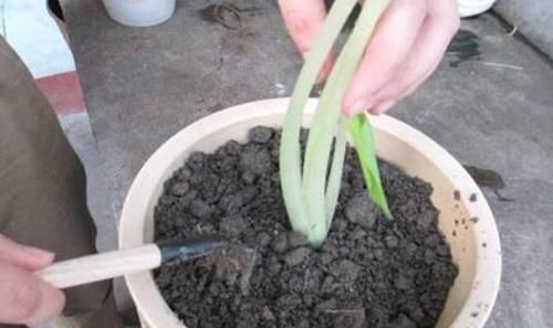 废油|这种“废油”,啥花都喜欢,盆里“挖洞”倒一点,养1盆爆1盆