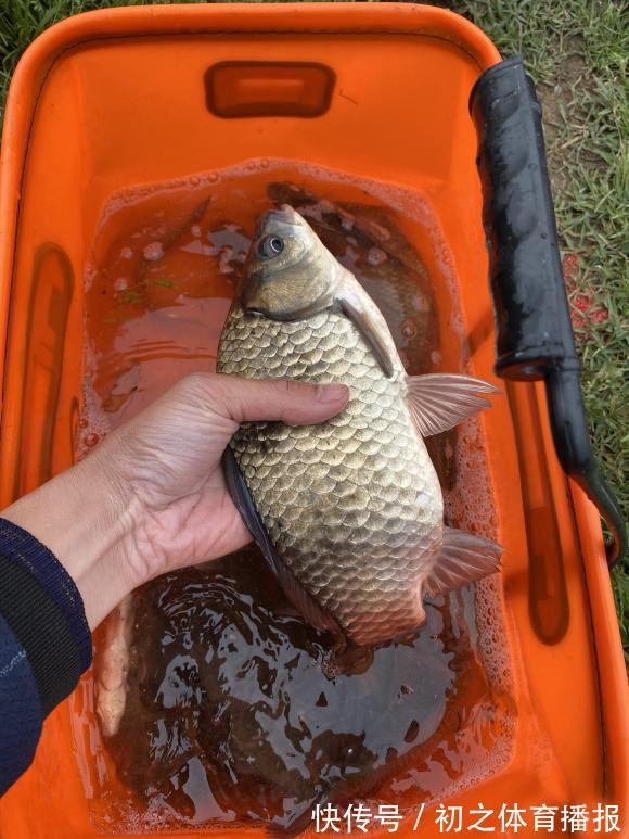 鲫鱼|秋季钓大鲫鱼攻略，找准它们活跃的地方，常规饵料即可