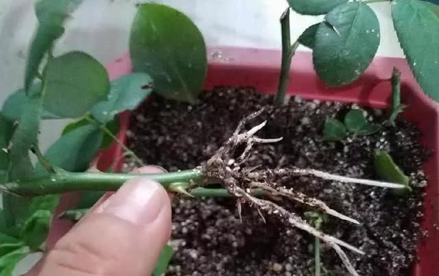 小暑过后,家里养3种“耐热花”,枝条扦插生根快,越热开花越旺