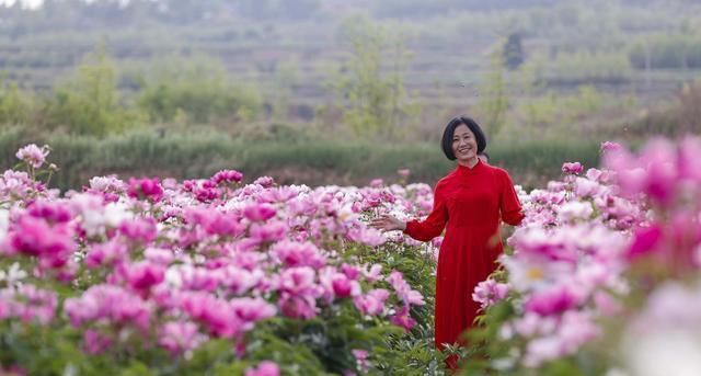 旁人|7旬农村老人耗时7年建芍药花海，现今坐在地头收门票，羡煞旁人