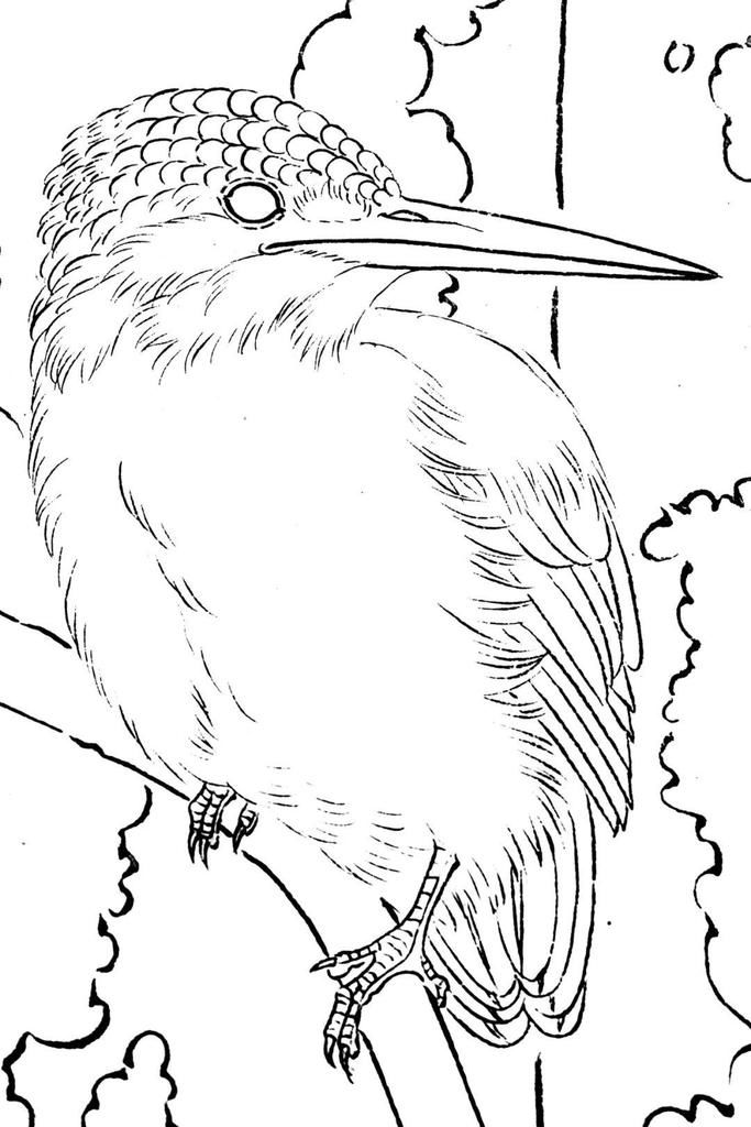  分染|龚雪青《翠鸟》设色步骤