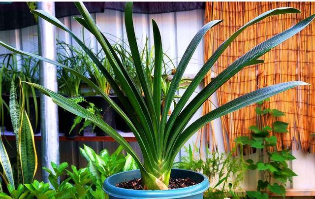 君子兰开花有口诀，牢记1多、1勤、1怕，15天抽花箭！