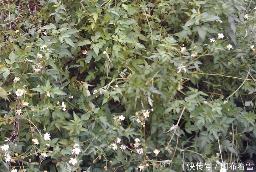 名字|农村不起眼的野菜，名字有点难听，其实是一种美味野菜