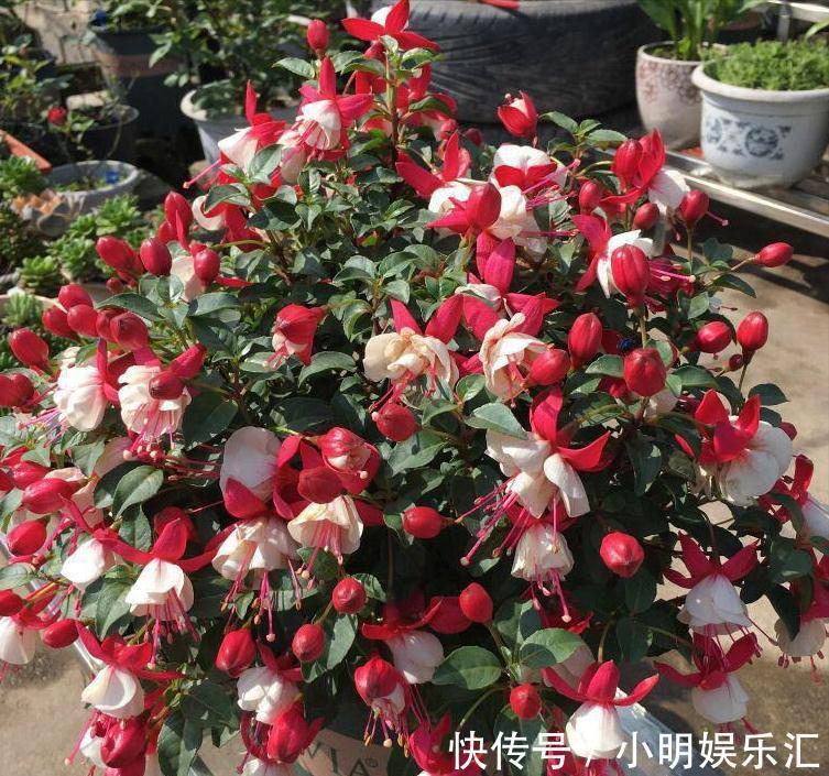 5种“金字花”,富贵招财有“好兆头”,当成年宵花,吉利又旺家