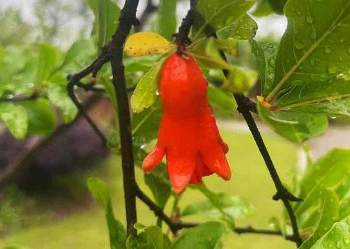 榴花欲燃 惊艳了初夏 粉紫色