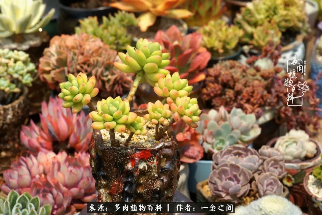 群友聊多肉没有最二只有更二,爆笑百科二群的二货二事!