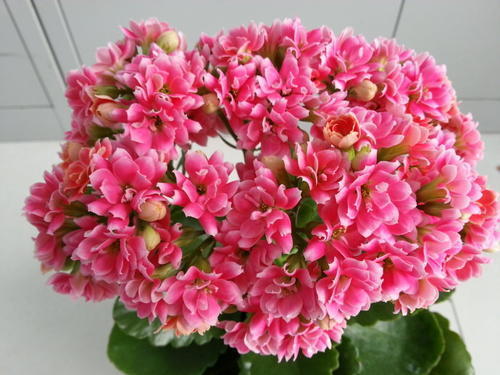 春天养长寿花，给它喂点这种猛肥，开花一团接一团