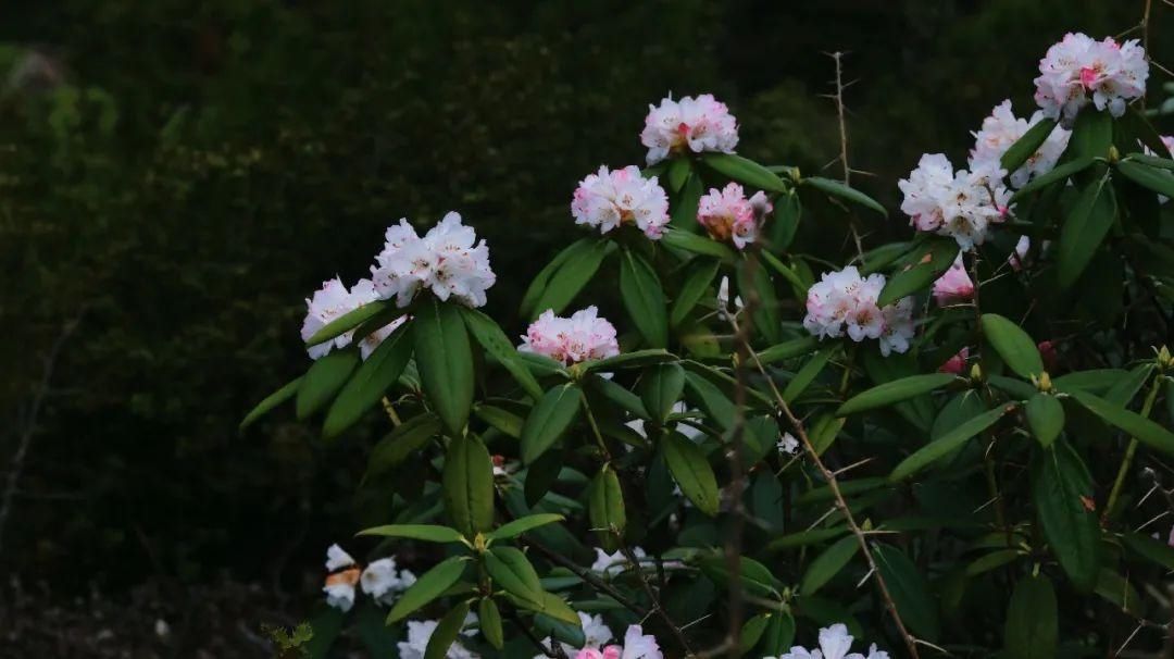 来林芝赏绝美的高山杜鹃花~赶紧带上相机去拍大片吧！