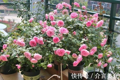 养花好几年,3个“小技巧”要收好,方法简单,盆栽长得好极了