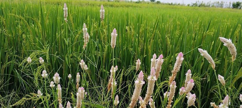 中年|女性到了中年，多吃4种食物，补血益气，排毒护肝，越吃越年轻