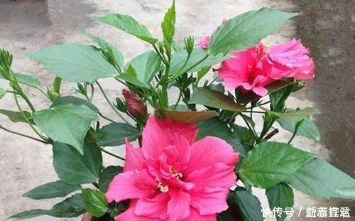 适应能力|不能错过世上开花时间最长的四种花卉,一年四季天天能赏花