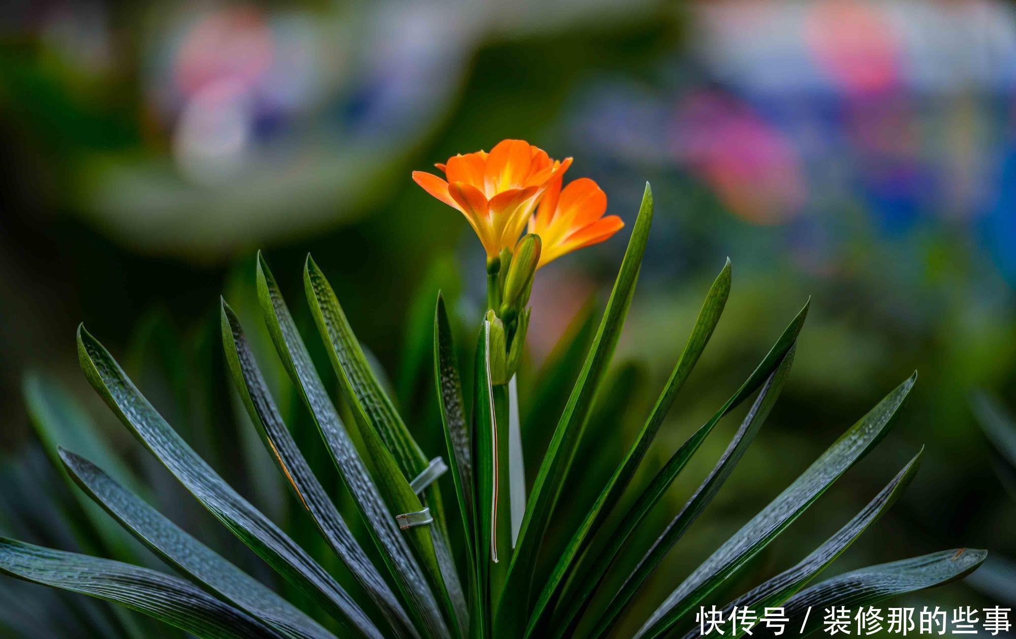 君子兰养护有妙招,盆里加上这些东西,开花很容易