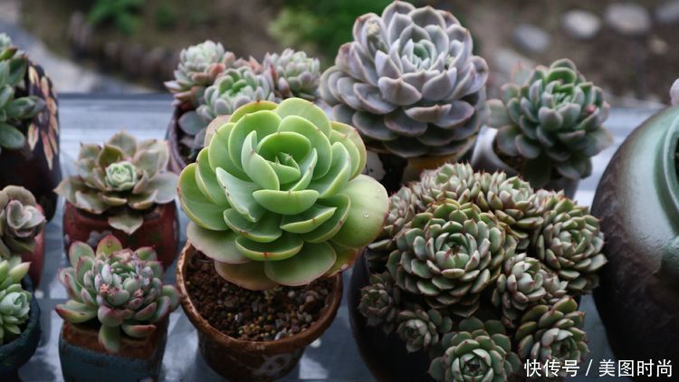 洋房|为了可以养花,我建了座小洋房,终于可以打造梦寐以求的花园了